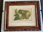 oude prent fruit, Verzamelen, Foto's en Prenten, Ophalen of Verzenden, Prent