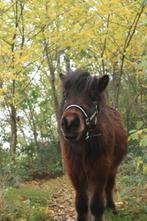 Gezocht: halve stal voor mijn shet, Dieren en Toebehoren, Pony's