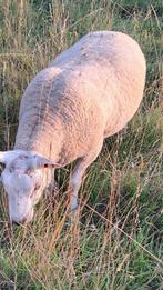 Ram, Dieren en Toebehoren, Schapen, Geiten en Varkens