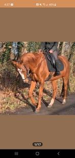 Bomproof recreatie paard ruin 15 jaar., Dieren en Toebehoren, Paarden, Gechipt, Ruin, 170 tot 175 cm, L