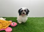 Mal-Shi pups ( Maltezer x Shih Tzu), België, Overige rassen, 8 tot 15 weken, CDV (hondenziekte)