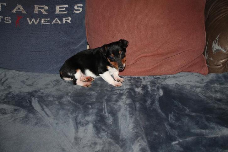 chiots Jack Russell, Animaux & Accessoires, Chiens | Jack Russell & Terriers, Chien (mâle), Jack Russel Terrier, Particulier, Plusieurs