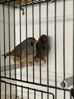 Koppel Charcoal zevravinken, Dieren en Toebehoren, Meerdere dieren, Tropenvogel, Geringd