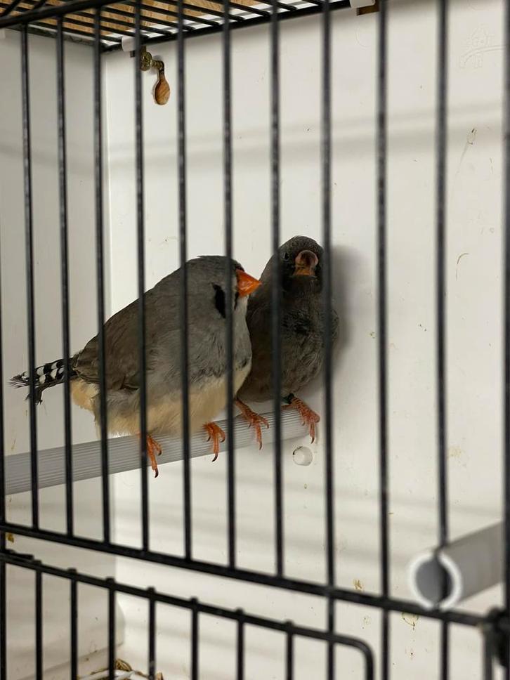 Koppel Charcoal zevravinken, Animaux & Accessoires, Oiseaux | Oiseaux Autre, Oiseau tropical, Plusieurs animaux, Bagué