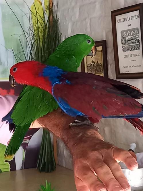 Handtamme edelpapegaaien, Dieren en Toebehoren, Vogels | Parkieten en Papegaaien, Geringd