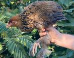 Koppel Brahma goudpatrijs, Dieren en Toebehoren, Vogels | Overige Vogels