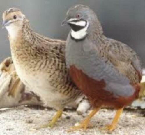 Te koop volwassen Natuurbroed chinese kwartels van hobbykwek, Dieren en Toebehoren, Vogels | Overige Vogels, Tam