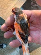 Harlekijn koppels, Dieren en Toebehoren