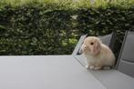 Minilop ram