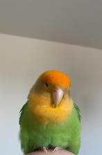 Dwergpapegaai. Incl: grote kooi & accessoires, Dieren en Toebehoren, Geslacht onbekend, Dwergpapegaai of Agapornis, Tam