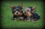 Yorkshire Terrier pups, Dieren en Toebehoren, Honden | Jack Russells en Terriërs, Yorkshire Terriër, België, CDV (hondenziekte)