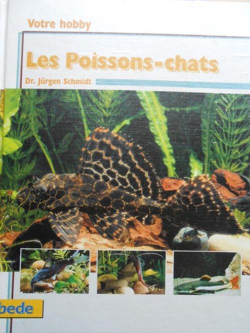 Les poissons chats, Animaux & Accessoires, Poissons | Aquariums & Accessoires, Neuf, Enlèvement ou Envoi