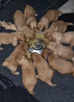 golden retriever, Dieren en Toebehoren, Honden | Retrievers, Spaniëls en Waterhonden, Golden retriever, België, Particulier, CDV (hondenziekte)