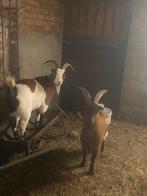 Allerlei geiten mannelijk, Animaux & Accessoires, Moutons, Chèvres & Cochons, Mâle