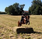 4,5jarige merrie, Dieren en Toebehoren, Paarden, Merrie, Springpaard, Gechipt, Zadelmak