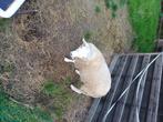 jonge ooien, Dieren en Toebehoren, Vrouwelijk, Schaap, 0 tot 2 jaar