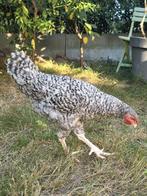 2 jonge haantjes te koop 1 grote en 1 kleinere, Dieren en Toebehoren, Pluimvee