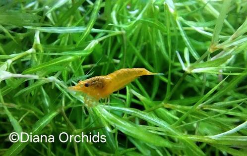 Garnalen Neocaridina Sakura Orange Sunkist, Dieren en Toebehoren, Vissen | Aquariumvissen