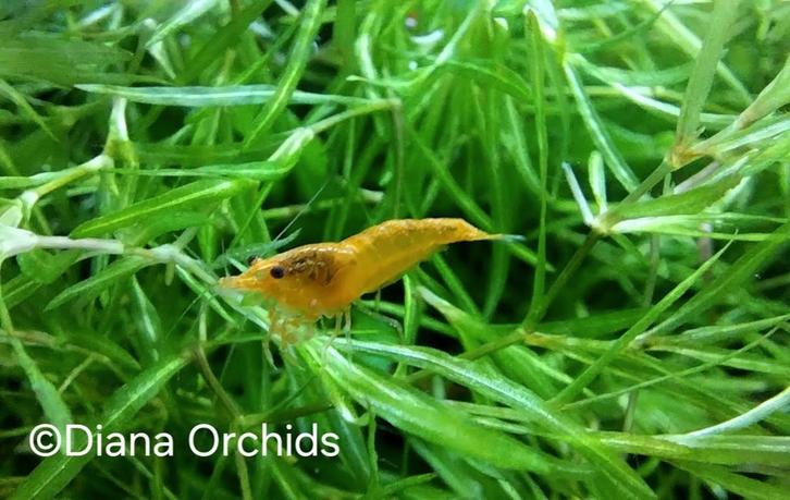 Garnalen Neocaridina Sakura Orange Sunkist, Dieren en Toebehoren, Vissen | Aquariumvissen