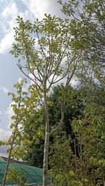 Fraxinus ornus meczek, Ophalen, In pot