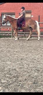 Haflinger merrie 5 jaar, Dieren en Toebehoren, Ophalen