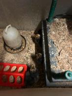 Kuikens vorwerk, Dieren en Toebehoren