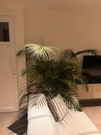 Goudpalm, Huis en Inrichting, Kamerplanten, Ophalen