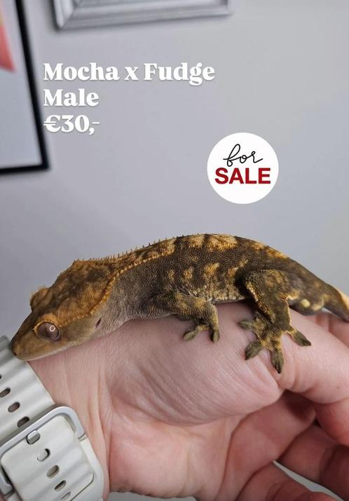1.0 Bijna RTB Harlequin wimpergekko man, Dieren en Toebehoren, Reptielen en Amfibieën, Hagedis, 0 tot 2 jaar, Tam