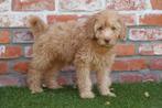 Prachtige Goldendoodle pups (medium), Dieren en Toebehoren, Honden | Retrievers, Spaniëls en Waterhonden, België, Overige rassen