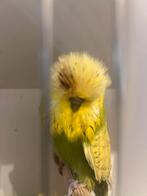 Tt engelse grasparkieten