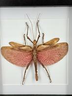 Heteropteryx dilatata - Wildernis Atelier