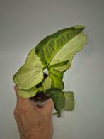 Syngonium Three Kings, Huis en Inrichting, Kamerplanten, Ophalen of Verzenden