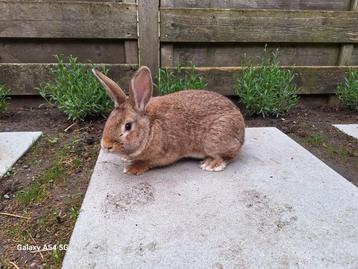 Konijn, Dieren en Toebehoren