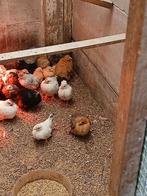 Chabo en cochin kriel kuikens, Dieren en Toebehoren