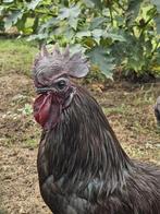Ayam Cemani
Te koop