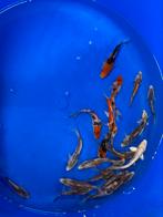 21 japanse koi 12-15 cm, Dieren en Toebehoren, Vissen | Vijvervissen