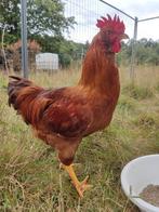 Ameraucana Haan kleurlegger x bruine legkip (Rhode island), Animaux & Accessoires, Volatiles