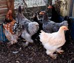 Poulets et coqs Brahma, Animaux & Accessoires, Poule ou poulet
