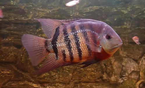 Heros severum red tiger 25cm, Dieren en Toebehoren, Vissen | Aquariumvissen, Zoetwatervis, Vis
