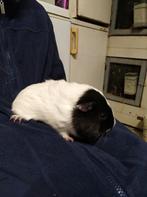 Gratis cavias, Dieren en Toebehoren, Cavia, Mannelijk, Tam, September