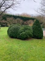 Grote buxus, Jardin & Terrasse, Plantes | Arbustes & Haies, Enlèvement ou Envoi, Buis