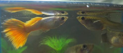 Guppys - Overbevolking, Dieren en Toebehoren, Vissen | Aquaria en Toebehoren, Zo goed als nieuw, Ophalen