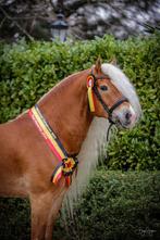 Belgische kampioen Liz Stellan haflinger ter dekking, Dieren en Toebehoren, Paarden en Pony's | Dekhengsten en Fokmerries, Hengst