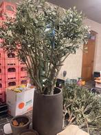 Kunstboom olijf + grote bloempot, Ophalen