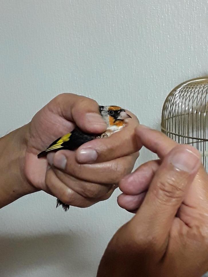 Femelles  Chardonnerets  / Bien  Lire   !, Animaux & Accessoires, Oiseaux | Oiseaux Autre, Oiseau tropical, Femelle, Domestique