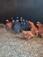 Parelhoenders/ kalkoenen, Dieren en Toebehoren, Pluimvee