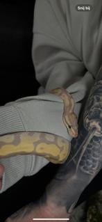 Ballpython, Dieren en Toebehoren