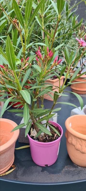 Nerium Oleander - promo  beschikbaar voor biedingen