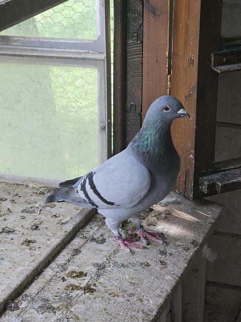 Belgische tentoonstelling reisduif, Dieren en Toebehoren, Vogels | Duiven, Overige soorten, Geslacht onbekend