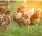 jonge legkippen, Dieren en Toebehoren